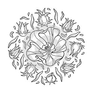 Vector round bunch of outline Roselle or Hibiscus sabdariffa or carcade plant with fruit and flower in black isolated.