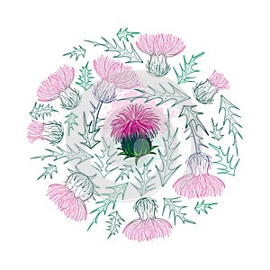 Vector round bunch of outline Thistle or Carduus plant, spiny leaf, bud and flower in pastel green and pink isolated on white.