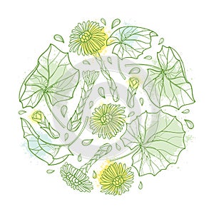 Vector round bunch with outline Tussilago farfara or coltsfoot with leaves and flower in green and yellow isolated on white.