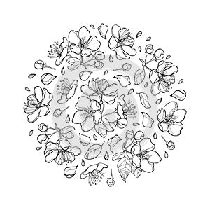 Vector round composition with outline blossoming Apple flower bunch and leaf in black isolated on white background.
