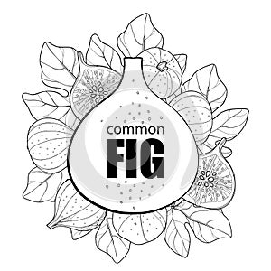 Vector round composition with outline Common Fig or Ficus carica fruit, slice and leaf on white background.