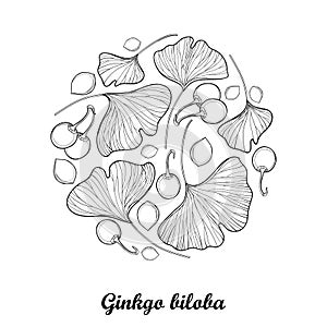 Vector round composition with outline Gingko or Ginkgo biloba leaves and fruit in black isolated on white background.