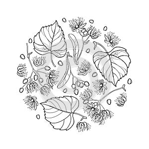 Vector round composition of outline Linden or Tilia or Basswood flower bunch, bract, fruit and ornate leaf in black isolated. photo