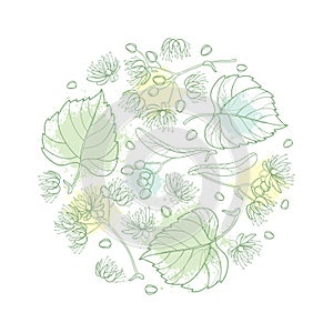 Vector round composition of outline Linden or Tilia or Basswood flower bunch, bract, fruit and ornate leaf in pastel isolated.