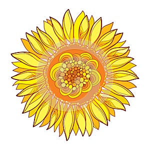 Vector round composition with outline yellow Sunflower or Helianthus flower in yellow isolated on white background.