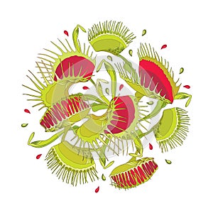 Vector round composition of Venus Flytrap or Dionaea muscipula in red and green isolated on white background. Exotic carnivorous.