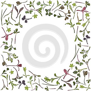 Vector round frame with microgreen. Herbs - carrots, chicory, purslane, radishes, beets, shungiku, cabbage, cabbage, alfalfa, photo