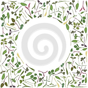 Vector round frame with microgreen. Herbs - pea, sunflower, onion, corn, basil, china rose, spinach, fennel, sorrel