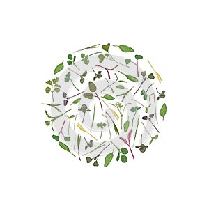 Vector round frame with microgreen. Herbs - pea, sunflower, onion, corn, basil, china rose, spinach, fennel, sorrel