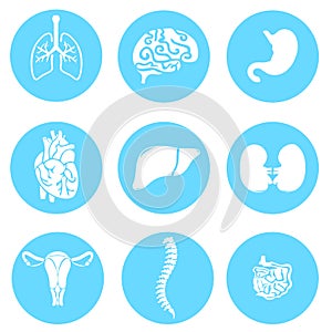 Vector round icons of human internal organs like lungs,heart,kidney,liver,spine,intestines,heart,stomach,womb. Flat design.