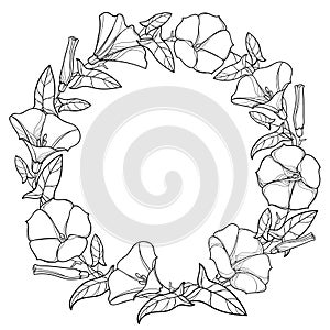 Vector round wreath with outline Convolvulus or Bindweed bell, leaf and bud in black isolated on white background. photo