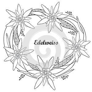 Vector round wreath with outline Edelweiss or Leontopodium alpinum flower isolated on white. Symbol of Alp Mountains.