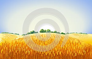 Vector rural summer landscape a field of ripe wheat on hills