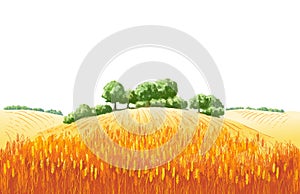 Vector rural summer landscape a field of ripe wheat on hills