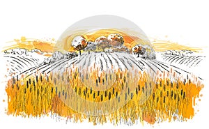 Vector rural summer landscape a field of ripe wheat on hills