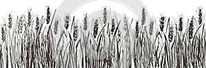 Vector rural summer landscape a field of ripe wheat on hills