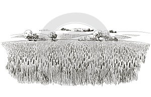 Vector rural summer landscape a field of ripe wheat on hills