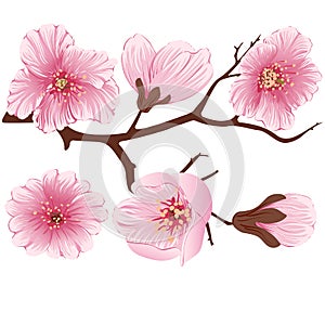 Vector sakura flower branch element. Elegant element for your design. Cherry blossom