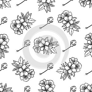 Vector sakura seamless pattern of flowers