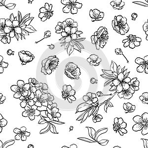 Vector sakura seamless pattern of flowers