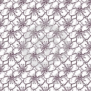 Vector sakura seamless pattern of flowers