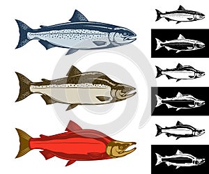 Vector salmon fish illustration