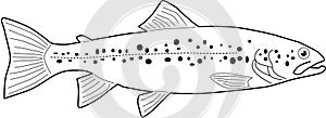 Vector salmon trout