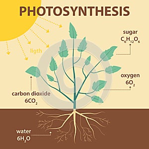 Vector schematic illustration showing photosynthesis of plant - agricultural infographic