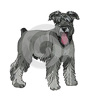 Vector Schnauzer dog with his tongue hanging out photo