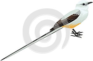 Vector Scissor tailed Flycatcher illustration