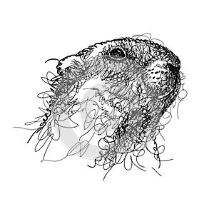 Vector scribble or scrawl black groundhog or marmot or woodchuck head isolated on white background. Forecast animal in scribble.