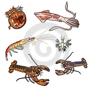 Vector Sea creatures-5