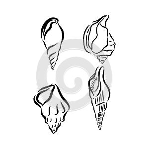 Vector sea shell or marine shells line icons set on white background