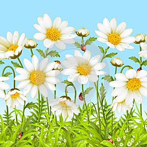 Vector seamless background with camomile