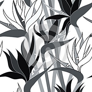 Vector seamless floral pattern with herbaceous plant of strelitzia.