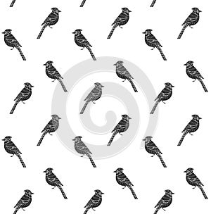 Vector seamless pattern of blue jay bird