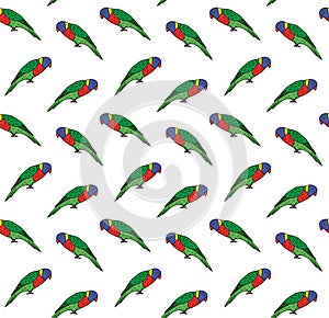 Vector seamless pattern of colored lory parrot