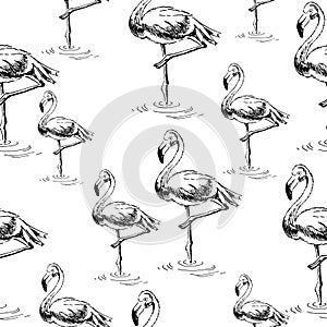 Vector seamless pattern. Flamingo birds. Ink pen drawing. Line art design. Hand drawn picture