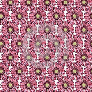 Vector seamless pattern gerbera Daisy. Background of bright, pink, orange, red flowers, realistic hand drawing. Botanical