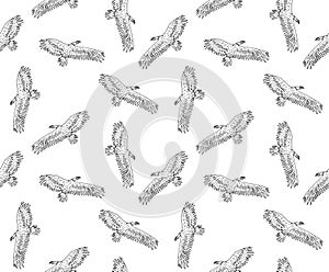 Vector seamless pattern of griffon vulture bird