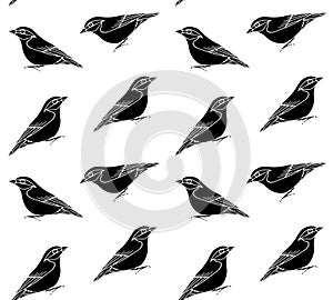 Vector seamless pattern of hand draw nuthatch bird