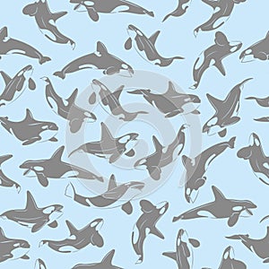 Vector seamless pattern of hand drawn killer whale swimming on white background