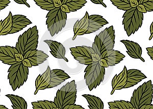 Vector seamless pattern with hand drawn mint leaves. Doodle peppermint texture on white background. Leaves backdrop