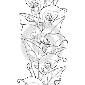 Vector seamless pattern with outline Calla lily flower or Zantedeschia. photo