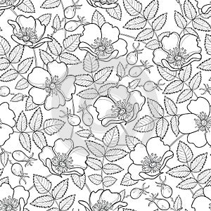 Vector seamless pattern with outline Dog rose or Rosa canina. Flower, hips and leaves on the white background. Rosehip pattern.