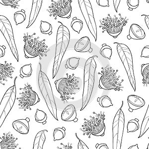 Vector seamless pattern with outline Eucalyptus globulus or Tasmanian blue gum, fruit, flower and leaf on the white background.