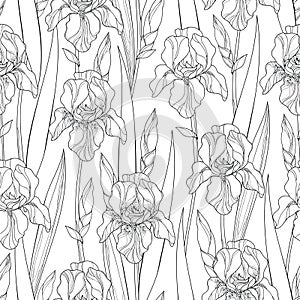 Vector seamless pattern with outline Iris flowers, bud and leaves in black on the white background. Ornate floral background photo