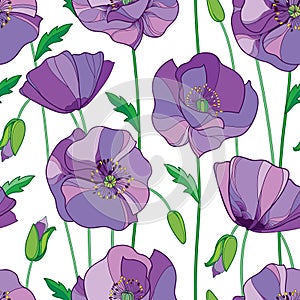 Vector seamless pattern with outline lilac Poppy flower, bud and green leaves on the white background. Elegance floral background.