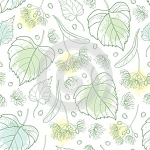 Vector seamless pattern with outline Linden or Tilia or Basswood flower bunch, bract, fruit and ornate leaf in pastel green. photo