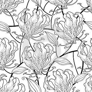 Vector seamless pattern with outline tropical Gloriosa superba or flame lily, stem with flower and leaf in black on the white.